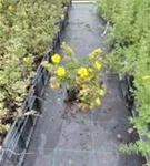 Fingerstrauch 'Goldteppich' - Potentilla 'Goldteppich'