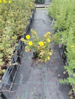 Fingerstrauch 'Goldteppich' - Potentilla 'Goldteppich'