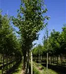 Vogelkirsche - Prunus avium 'Plena'