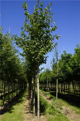 Vogelkirsche - Prunus avium 'Plena'