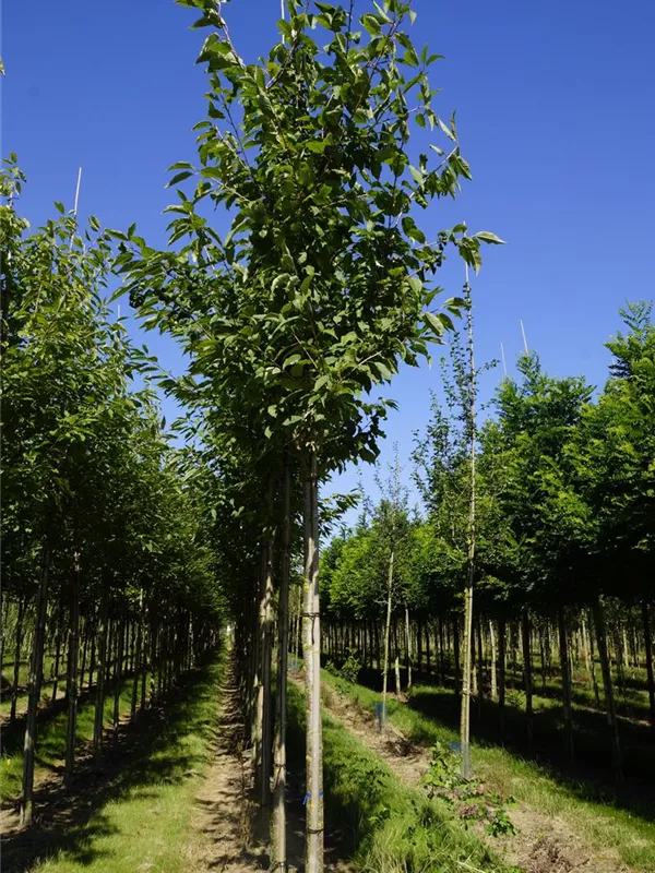 Vogelkirsche - Prunus avium 'Plena'