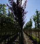 Blutpflaume - Prunus cerasifera 'Nigra' CAC - Baum