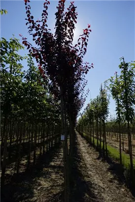 Blutpflaume - Prunus cerasifera 'Nigra' CAC - Baum