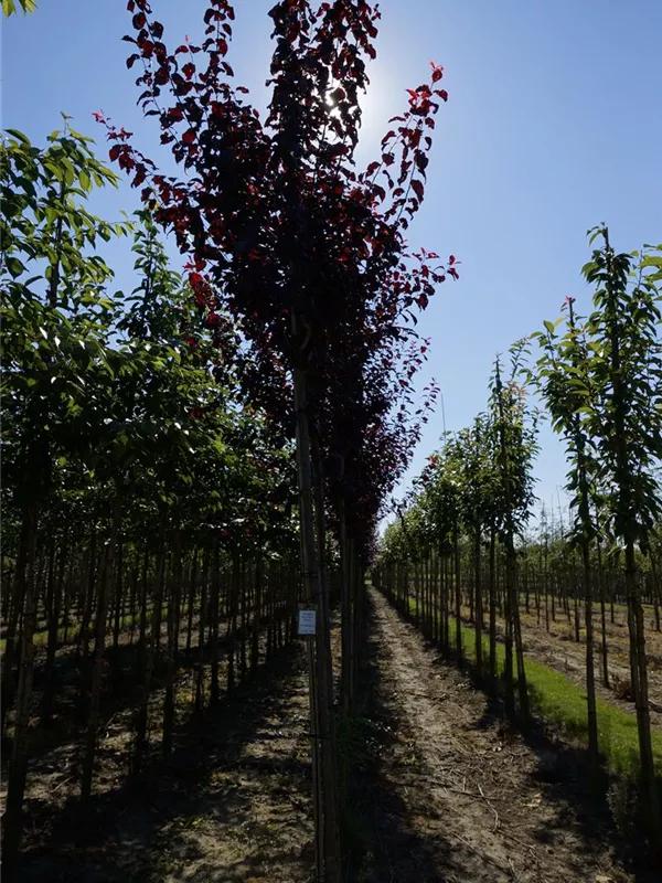 Blutpflaume - Prunus cerasifera 'Nigra' CAC - Baum