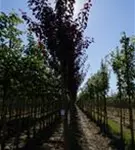 Blutpflaume - Prunus cerasifera 'Nigra' CAC - Baum
