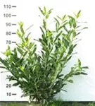 Kaukasische Lorbeerkirsche - Prunus lauroc.'Caucasica'