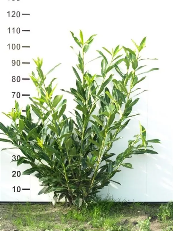 Kaukasische Lorbeerkirsche - Prunus lauroc.'Caucasica'