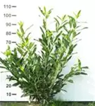 Kaukasische Lorbeerkirsche - Prunus lauroc.'Caucasica'