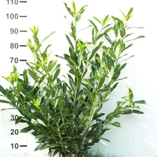 Prunus lauroc.'Caucasica', mB 80- 100