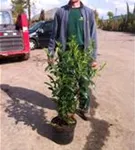 Kaukasische Lorbeerkirsche - Prunus lauroc.'Caucasica'