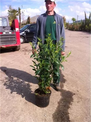 Kaukasische Lorbeerkirsche - Prunus lauroc.'Caucasica'