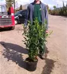 Kaukasische Lorbeerkirsche - Prunus lauroc.'Caucasica'