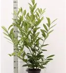 Kaukasische Lorbeerkirsche - Prunus lauroc.'Caucasica'