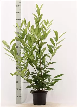 Kaukasische Lorbeerkirsche - Prunus lauroc.'Caucasica'