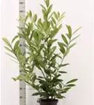 Kaukasische Lorbeerkirsche - Prunus lauroc.'Caucasica'