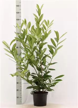 Kaukasische Lorbeerkirsche - Prunus lauroc.'Caucasica'