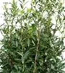 Kaukasische Lorbeerkirsche - Prunus lauroc.'Caucasica'