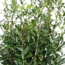 Prunus lauroc.'Caucasica', mB 175- 200