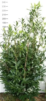 Kaukasische Lorbeerkirsche - Prunus lauroc.'Caucasica'