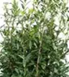 Kaukasische Lorbeerkirsche - Prunus lauroc.'Caucasica'