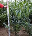 Kaukasische Lorbeerkirsche - Prunus lauroc.'Caucasica'