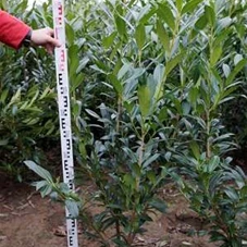 Prunus lauroc.'Caucasica', mB 100- 125