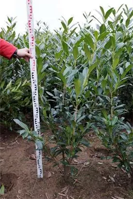 Kaukasische Lorbeerkirsche - Prunus lauroc.'Caucasica'