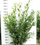 Kaukasische Lorbeerkirsche - Prunus lauroc.'Caucasica'