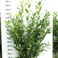 Prunus lauroc.'Caucasica', mB 125- 150