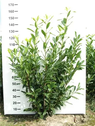 Kaukasische Lorbeerkirsche - Prunus lauroc.'Caucasica'