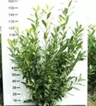 Kaukasische Lorbeerkirsche - Prunus lauroc.'Caucasica'