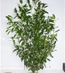 Kaukasische Lorbeerkirsche - Prunus lauroc.'Caucasica'