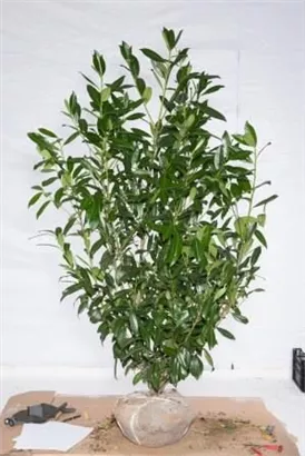 Kaukasische Lorbeerkirsche - Prunus lauroc.'Caucasica'