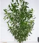 Kaukasische Lorbeerkirsche - Prunus lauroc.'Caucasica'