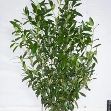 Prunus lauroc.'Caucasica', mB 150- 175