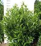 Kaukasische Lorbeerkirsche - Prunus lauroc.'Caucasica'