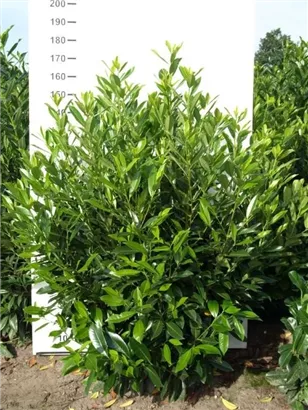 Kaukasische Lorbeerkirsche - Prunus lauroc.'Caucasica'