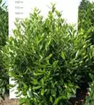 Kaukasische Lorbeerkirsche - Prunus lauroc.'Caucasica'