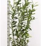 Kaukasische Lorbeerkirsche - Prunus lauroc.'Caucasica'