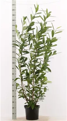 Kaukasische Lorbeerkirsche - Prunus lauroc.'Caucasica'