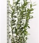 Kaukasische Lorbeerkirsche - Prunus lauroc.'Caucasica'