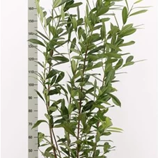 Prunus lauroc.'Caucasica', C 25 150- 175