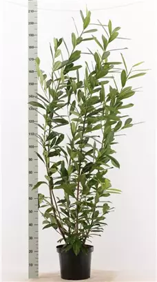 Kaukasische Lorbeerkirsche - Prunus lauroc.'Caucasica'