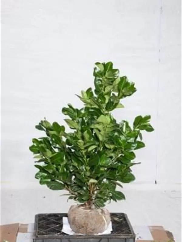 Lorbeerkirsche 'Etna' -R- - Prunus lauroc.'Etna' -R-