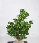 Lorbeerkirsche 'Etna' -R- - Prunus lauroc.'Etna' -R-