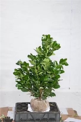 Lorbeerkirsche 'Etna' -R- - Prunus lauroc.'Etna' -R-