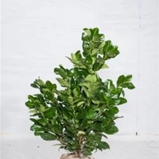 Prunus lauroc.'Etna' -R-, mB 60- 80