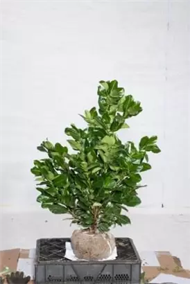 Lorbeerkirsche 'Etna' -R- - Prunus lauroc.'Etna' -R-