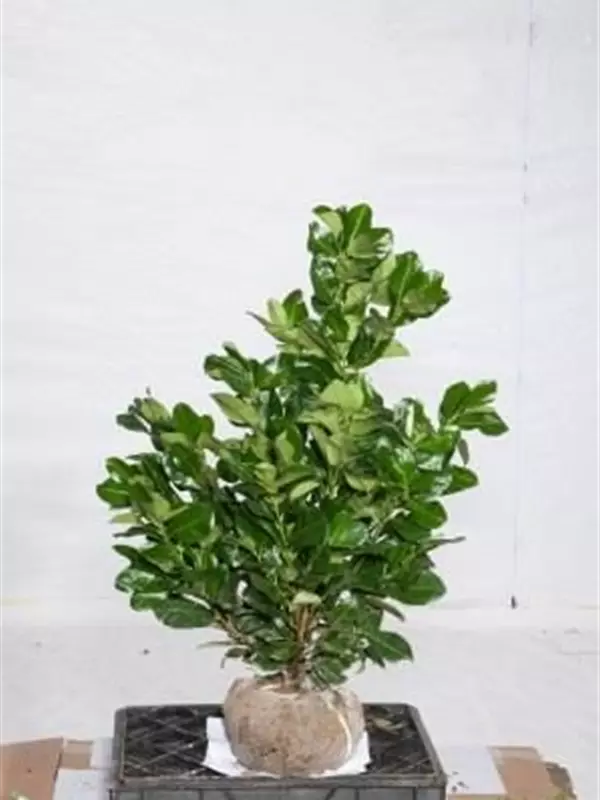 Lorbeerkirsche 'Etna' -R- - Prunus lauroc.'Etna' -R-