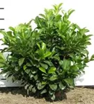 Lorbeerkirsche 'Etna' -R- - Prunus lauroc.'Etna' -R-